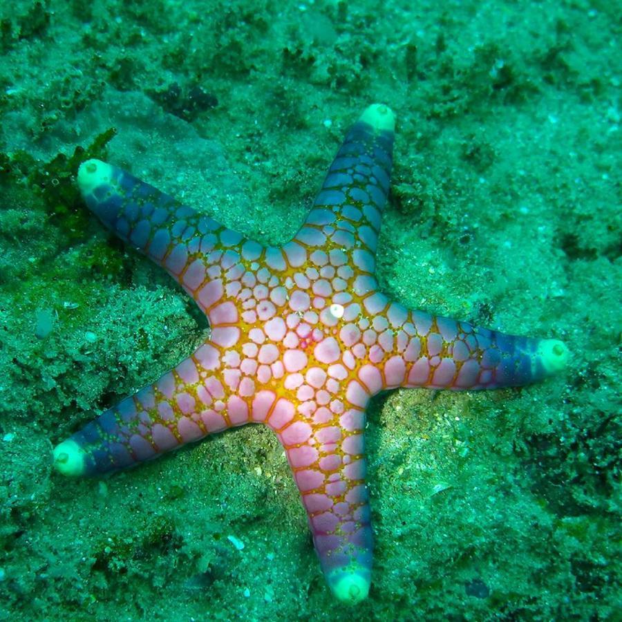 Seadina Coral Home Матара Екстер'єр фото