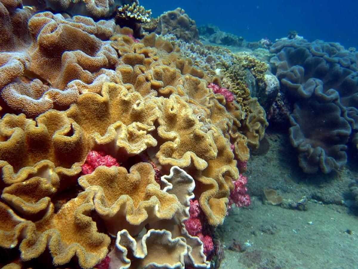 Seadina Coral Home Матара Екстер'єр фото